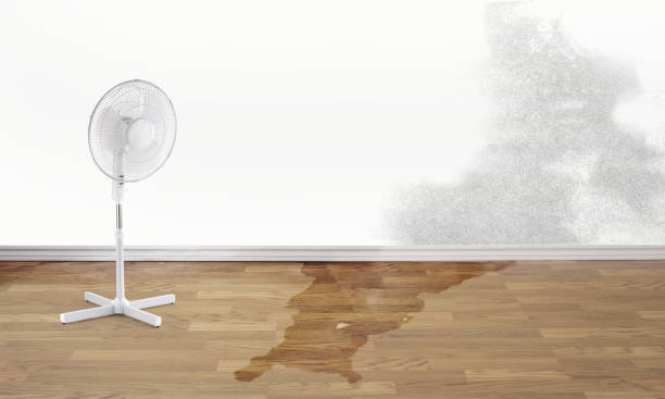 Best Professional water damage repair  in Cobden, IL